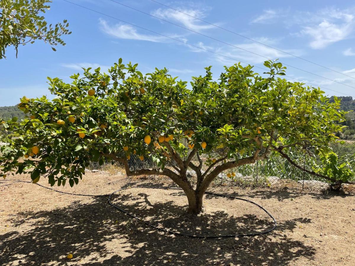 Finca Can Toni Den Real San José Dış mekan fotoğraf